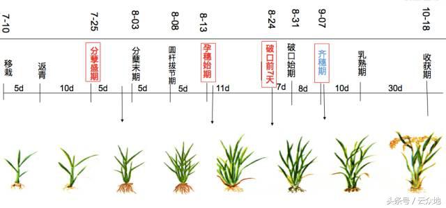 水稻种植想高产，水稻的生育栽培基础您了解多少？