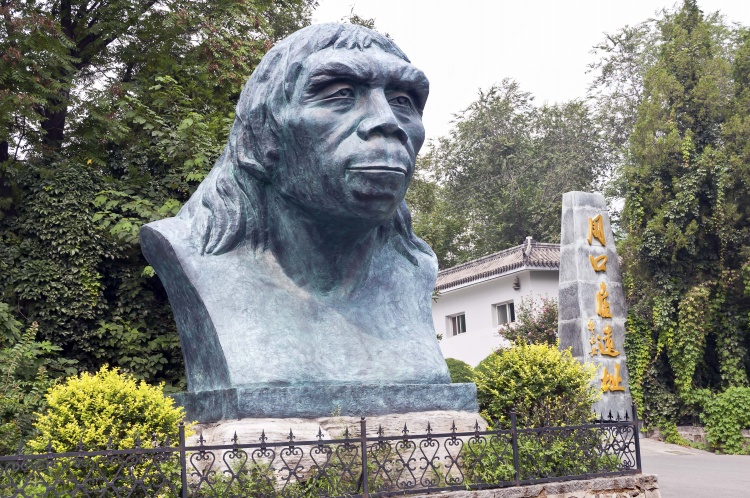 人类的真正祖先——北京猿人