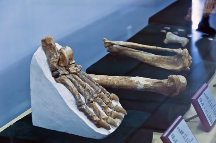 人类的真正祖先——北京猿人