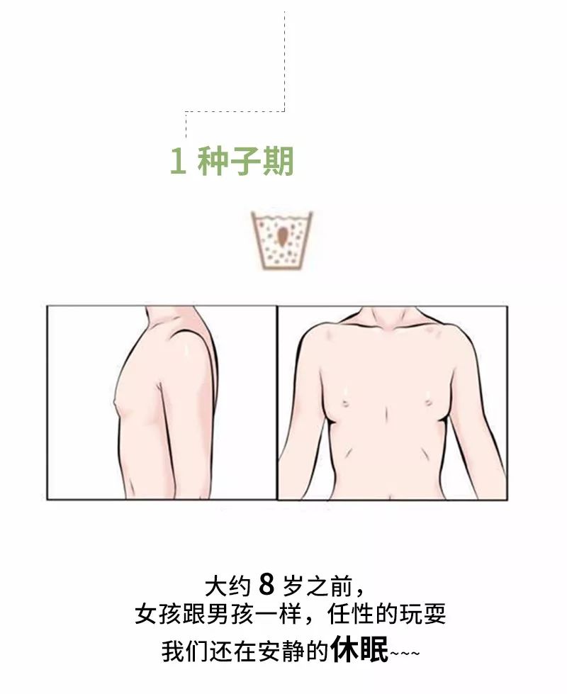 16岁到18岁少女的乳房是什么样子，乳房发育全过程