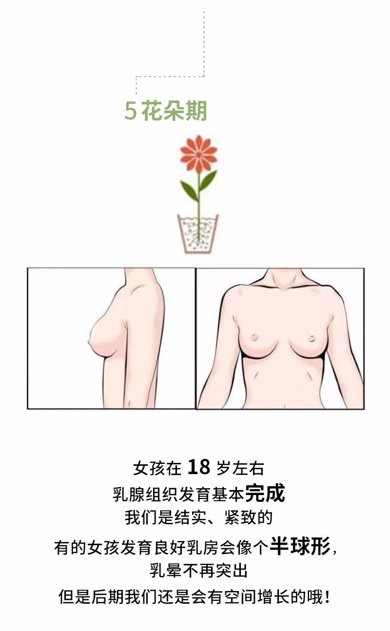 16岁到18岁少女的乳房是什么样子，乳房发育全过程