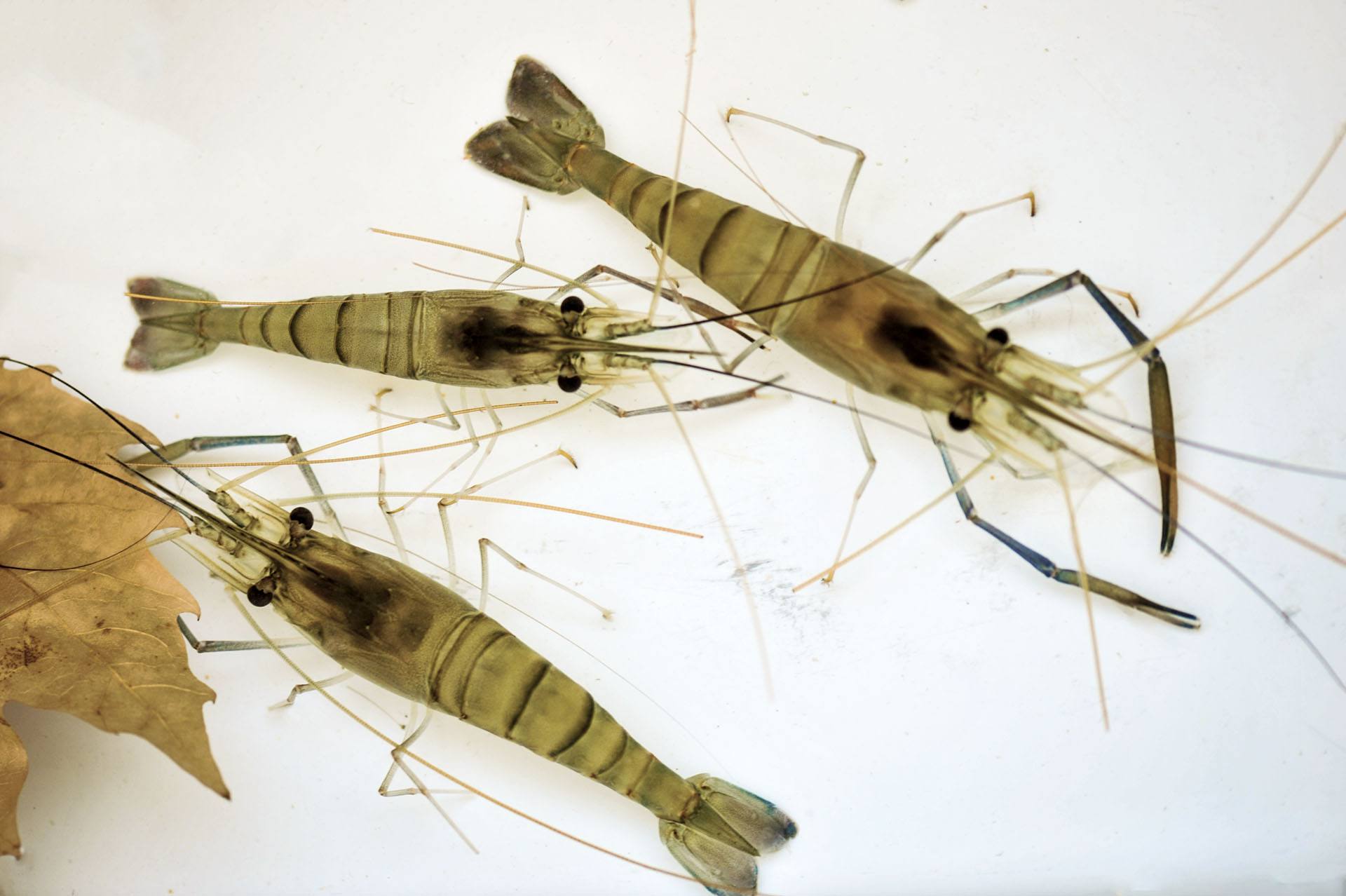 图片来源于网络品种介绍青虾学名日本沼虾,又称河虾,湖虾.