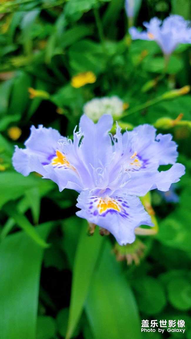 用Galaxy静看花落是一种好人生境界