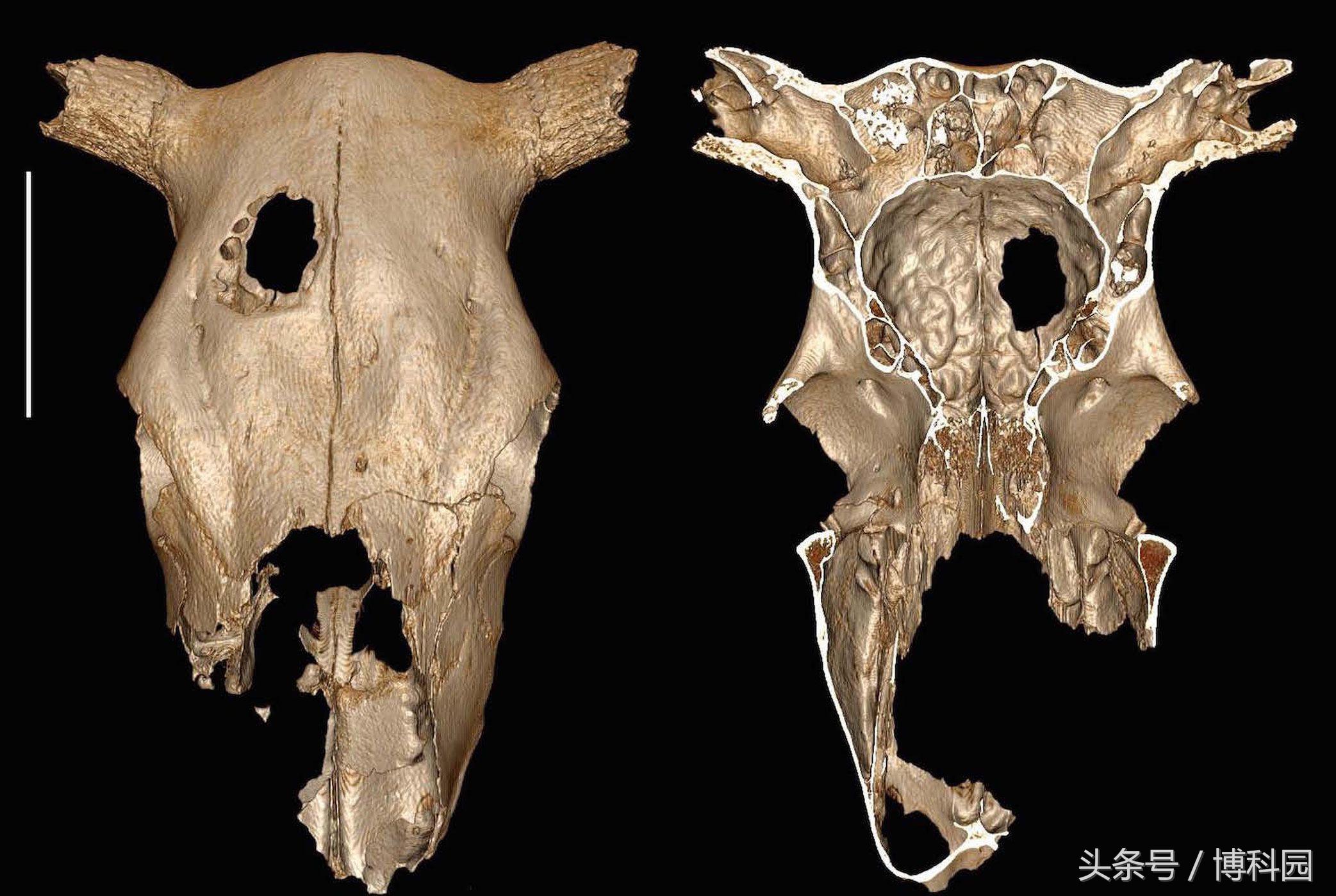 人类在5000年前就对牛进行了脑颅骨手术？