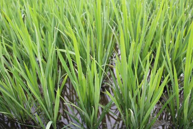 水稻分蘖过少是什么原因导致的?追肥能