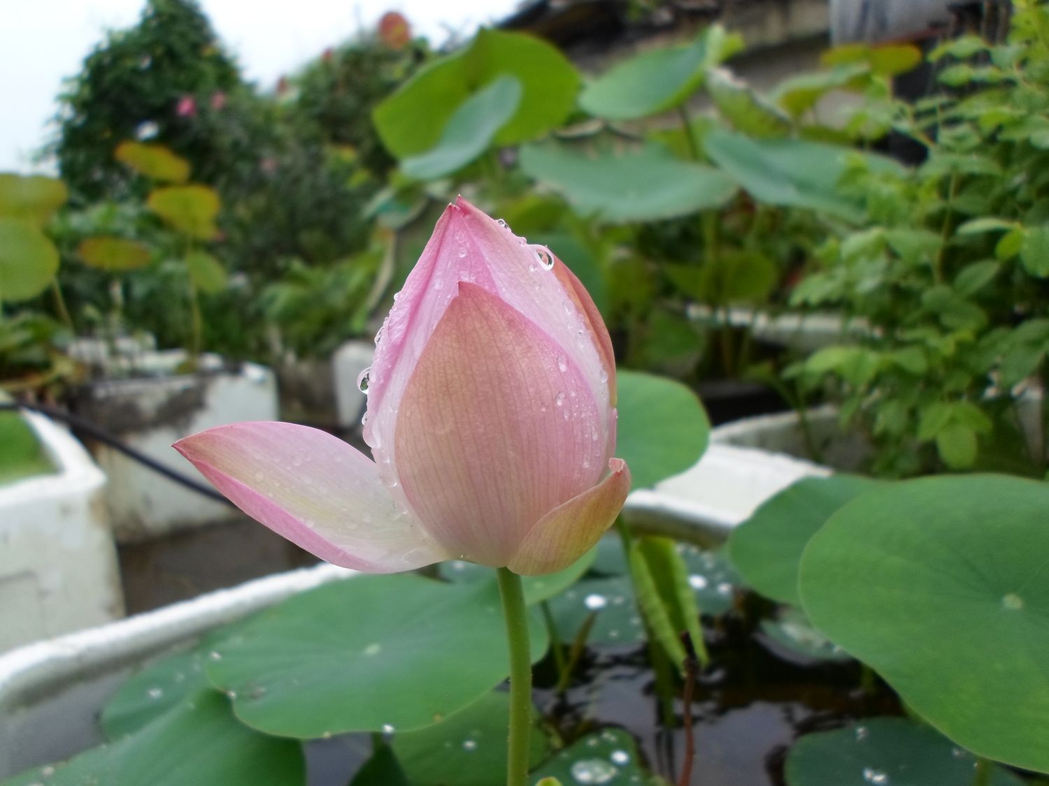 茎上花蕾吸收天地灵气,教育就是唤醒孩子