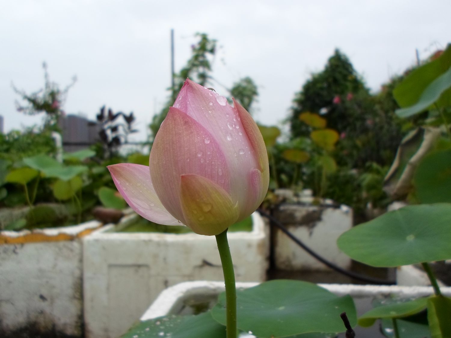 茎上花蕾吸收天地灵气,教育就是唤醒孩子