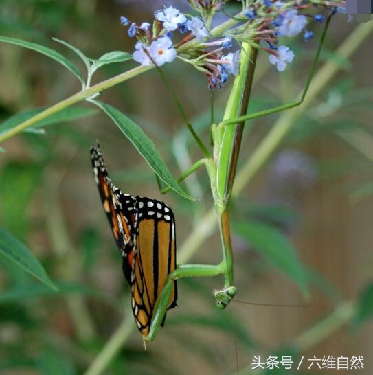 大螳螂(大螳螂伪装捕杀花蝴蝶，不怕黄雀在后？)