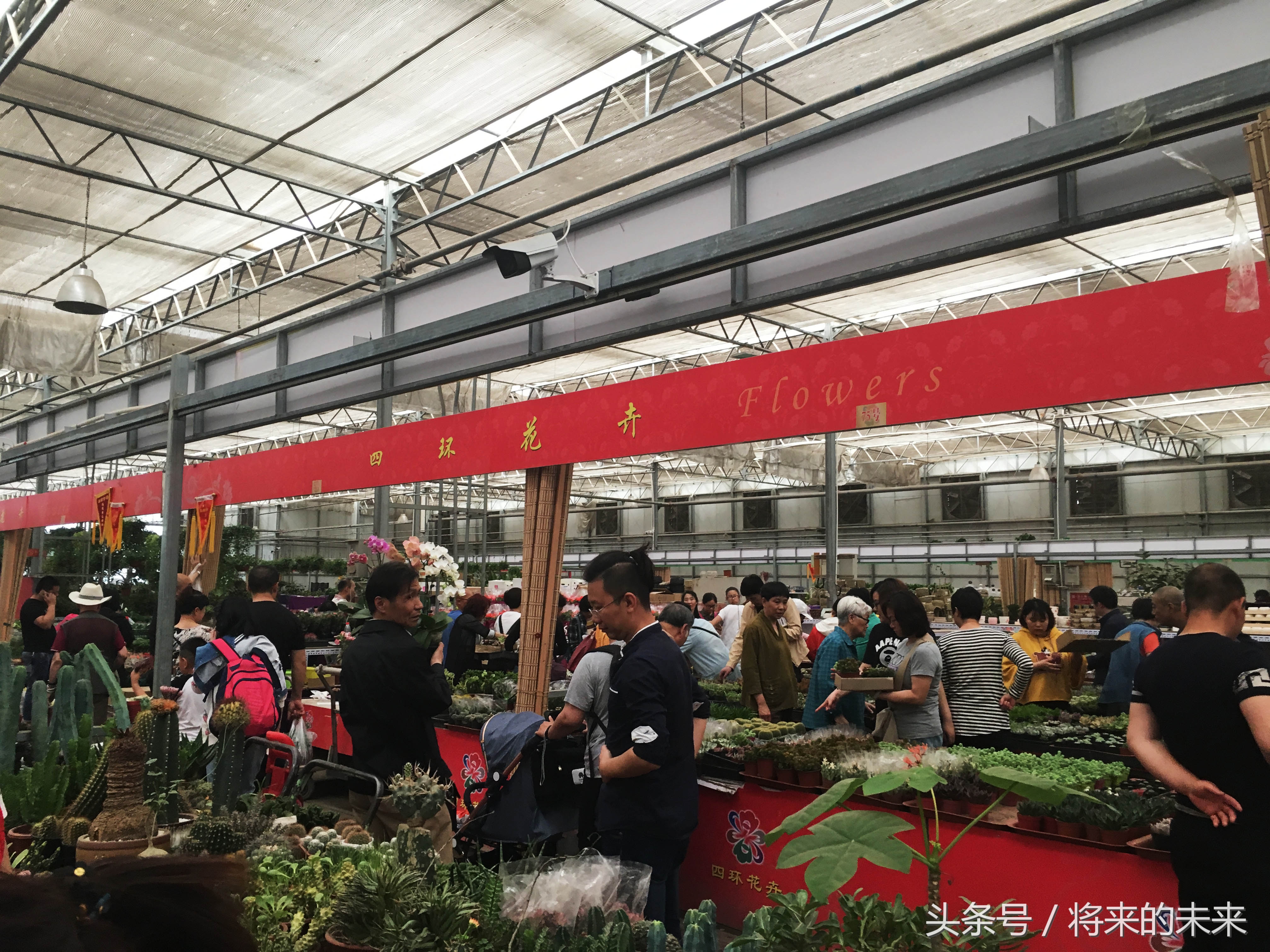 北京“万亩”花卉市场肉肉低至2元一盆，多至上百种销售“火爆”