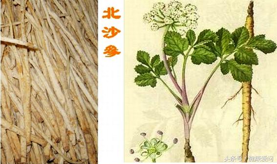 每天学一味中药:北沙参性凉 味甘淡 入肺