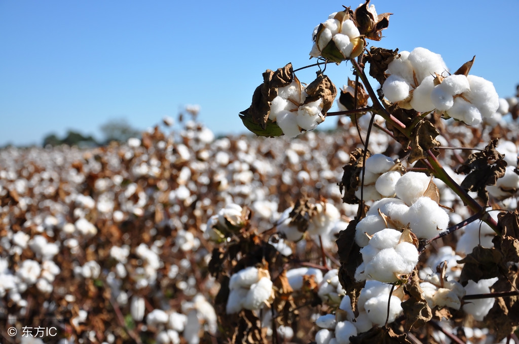 两大原因导致棉花期货大涨 多家上市上市公司有望受益（附股）