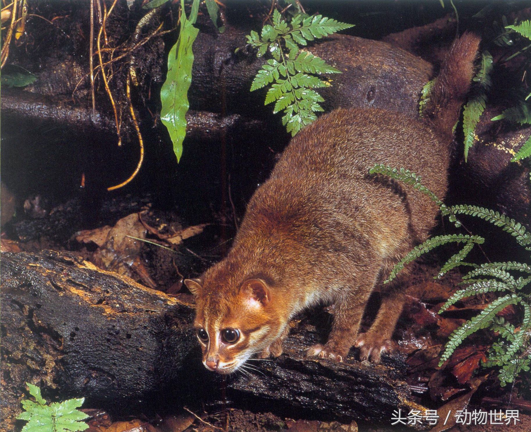 动物种类科普(50种各具特色的动物国际生物多样性特辑)