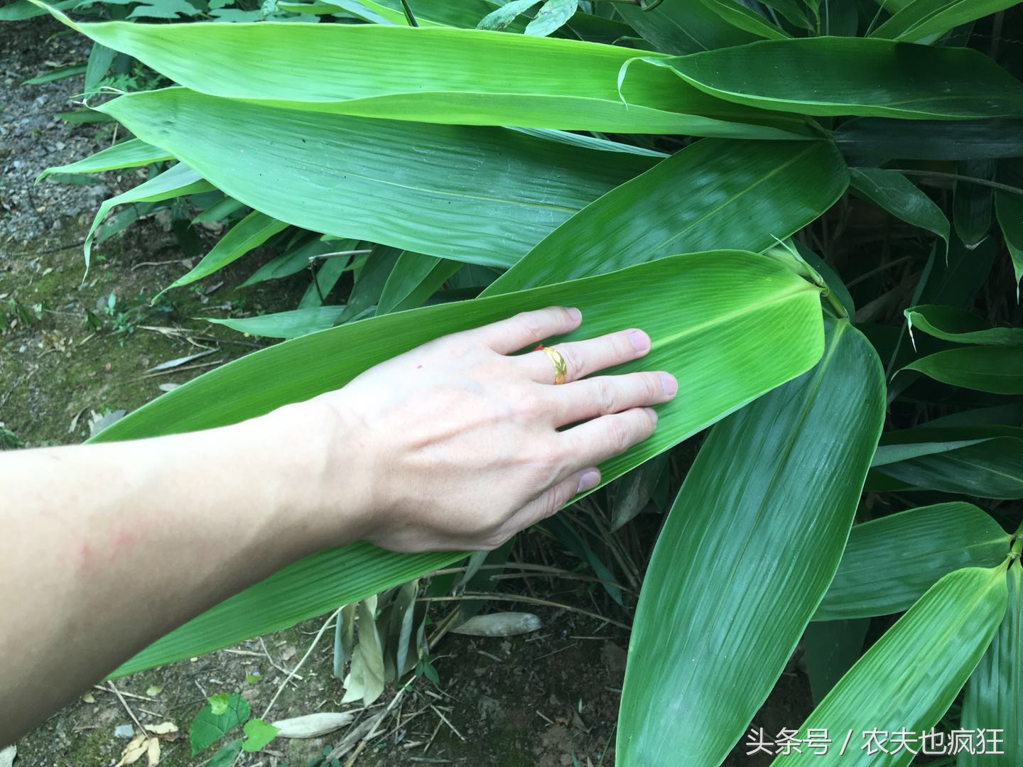 吃了这么多年的粽子，你知道粽叶是什么叶子吗？粽叶树长什么样？