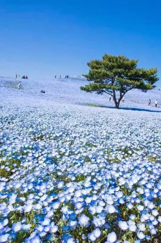 这才是花田 太美了吧 最美的花田送给最美的你 旅游 蛋蛋赞