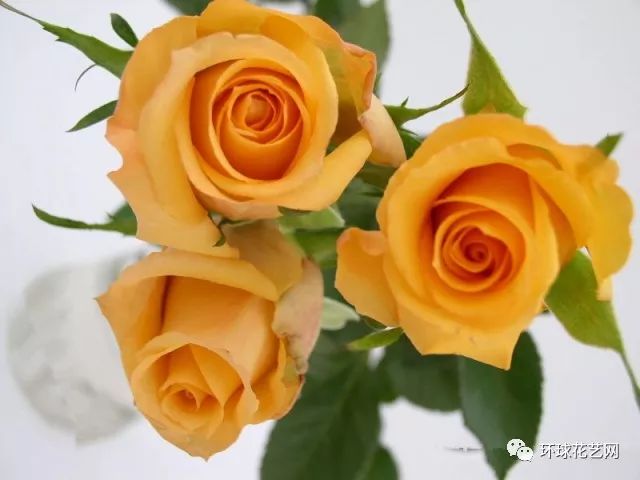 最全玫瑰花品种汇总，让你彻底涨知识，值得收藏!