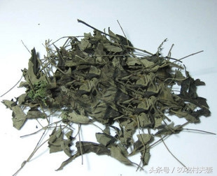 荆条的功效与作用有哪些（了解荆条的药用价值）