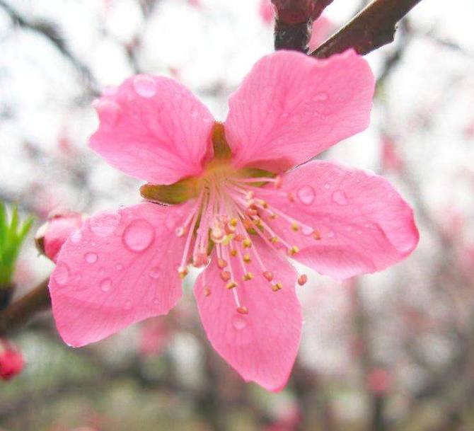叶罗丽测试:选一朵桃花!测你注定是谁的
