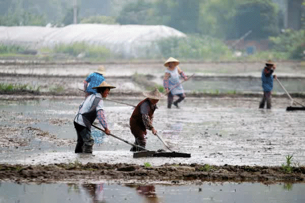 亲近传统文化，感知节气之美，富阳·渔山稻香节“芒种”活动启幕