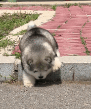 Some dogs, going with respect to to turn over...