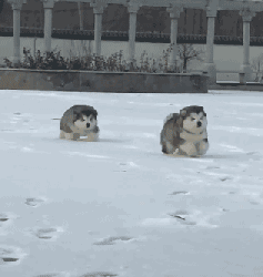 Some dogs, going with respect to to turn over...