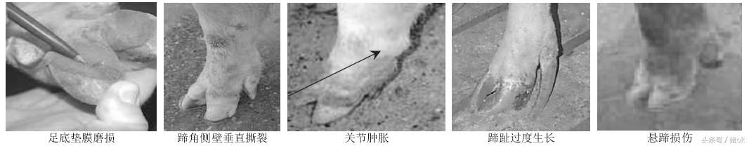 母猪肢蹄发炎，痛风，学了这一招，一键清除