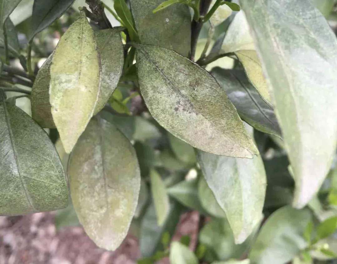 现在正是果实成熟期,一定不要使用丙溴磷这个农药,以免造成农残超标