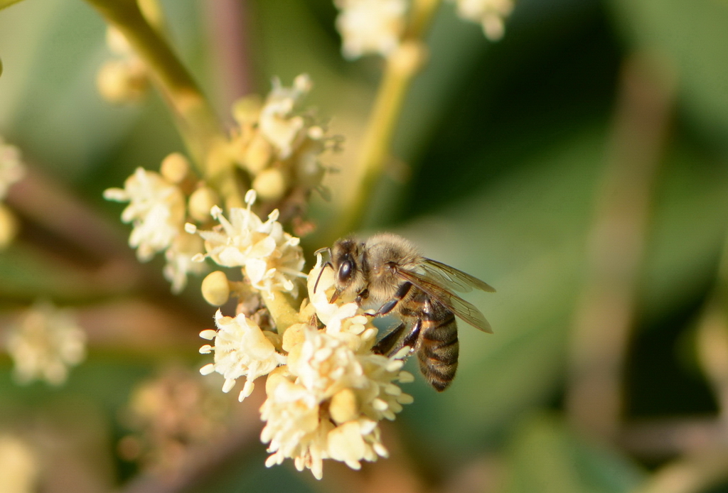 现状篇:广西蜜蜂,一个藏在深闰无人识的