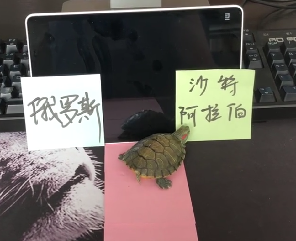 乌龟有世界杯吗(搞笑的球迷用乌龟，预测世界杯揭幕战胜负，结果却是意料之外)