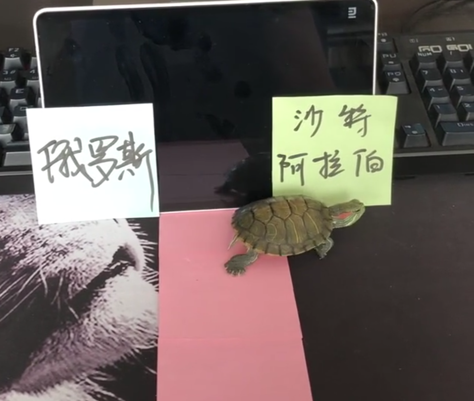 乌龟有世界杯吗(搞笑的球迷用乌龟，预测世界杯揭幕战胜负，结果却是意料之外)