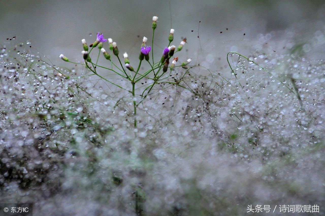 十五首景色宜人的诗词，如画般的清新，原来生活可以如此恬美-第2张图片-非凡网