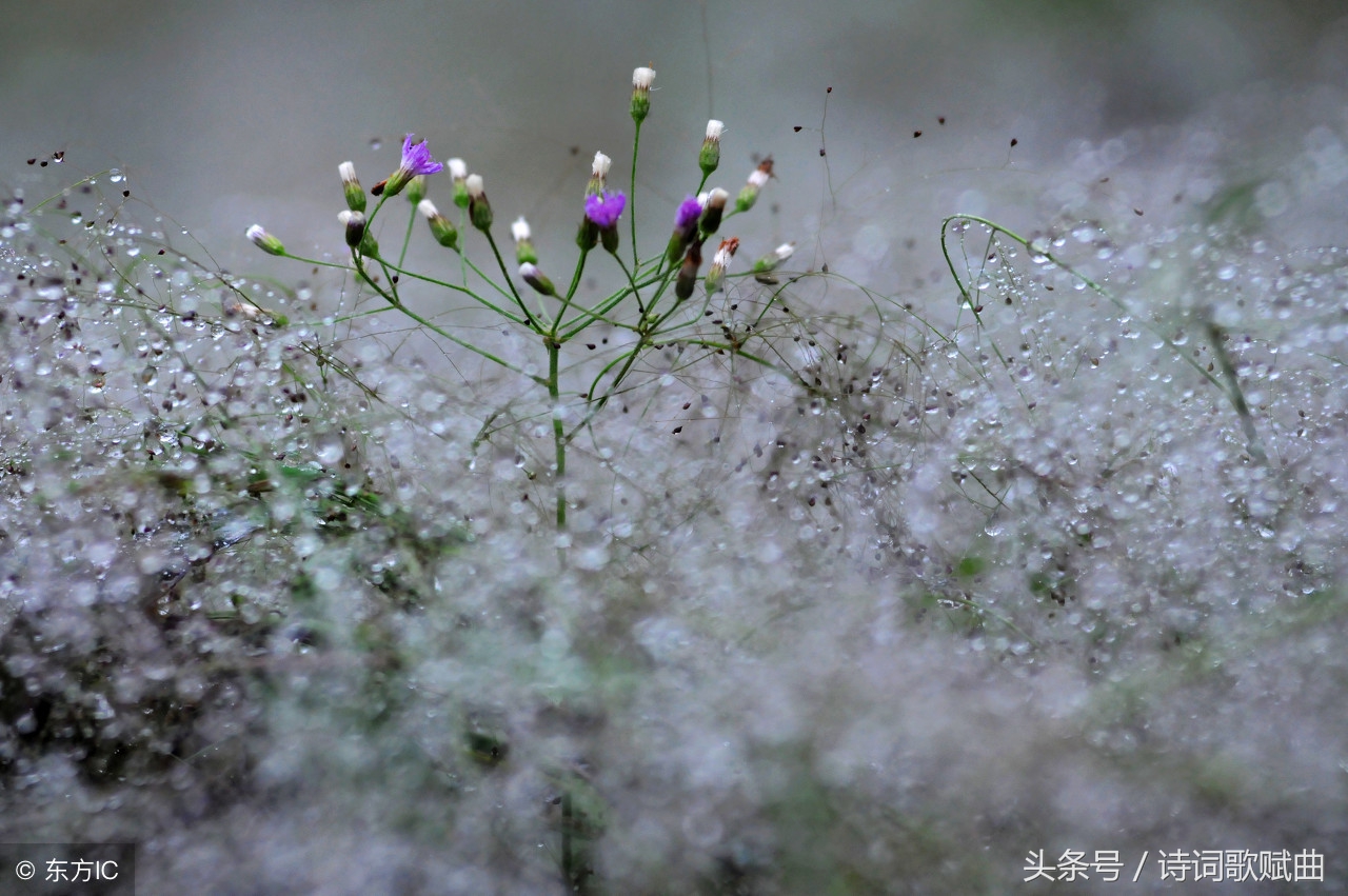 十五首景色宜人的诗词，如画般的清新，原来生活可以如此恬美-第2张图片-诗句网