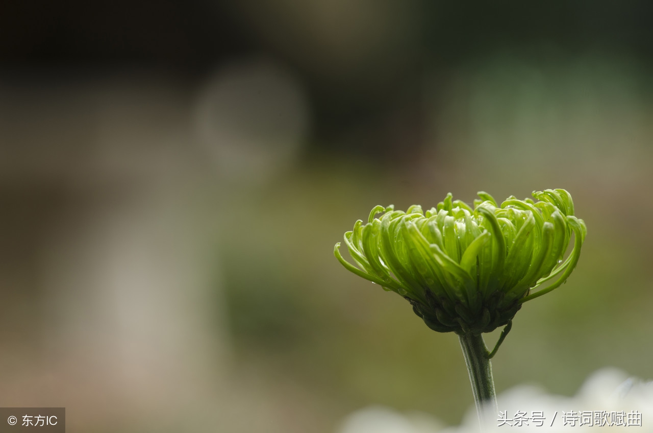 十五首景色宜人的诗词，如画般的清新，原来生活可以如此恬美-第8张图片-非凡网
