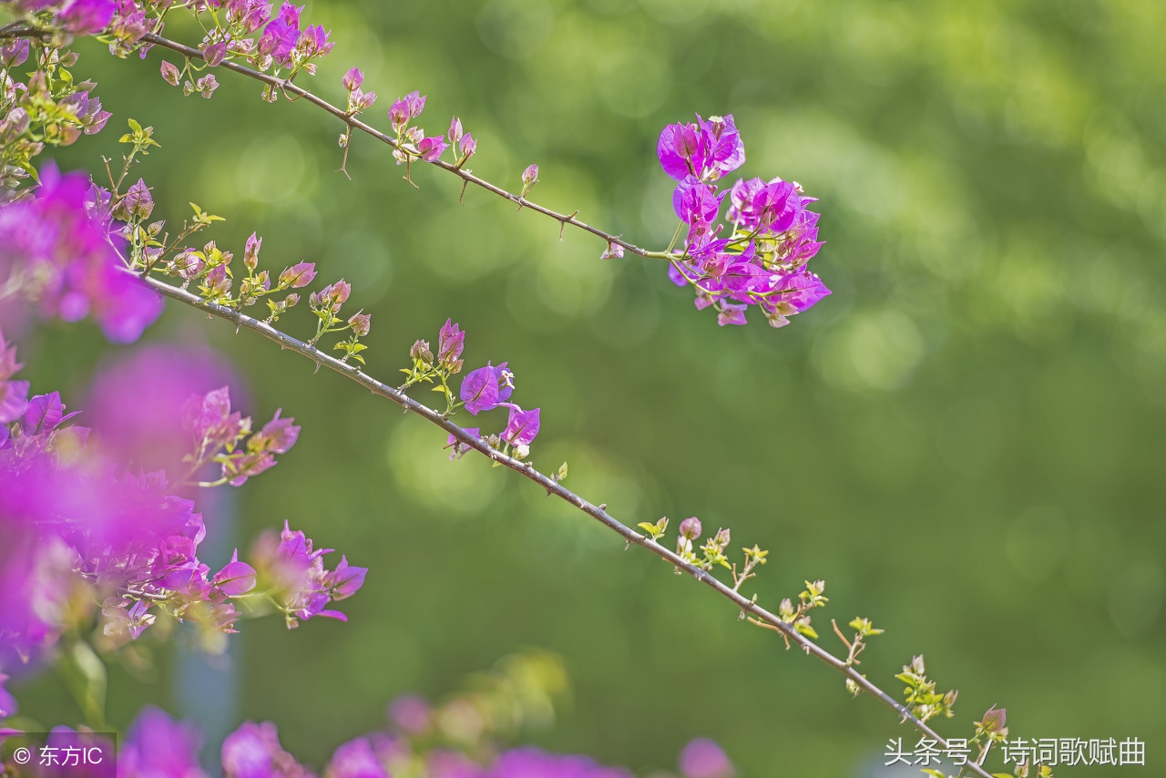 十五首景色宜人的诗词，如画般的清新，原来生活可以如此恬美-第11张图片-非凡网