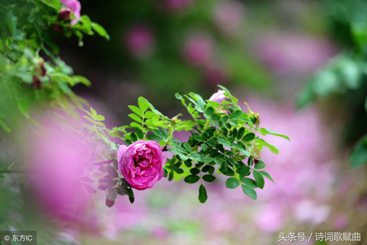 十五首景色宜人的诗词，如画般的清新，原来生活可以如此恬美-第14张图片-非凡网