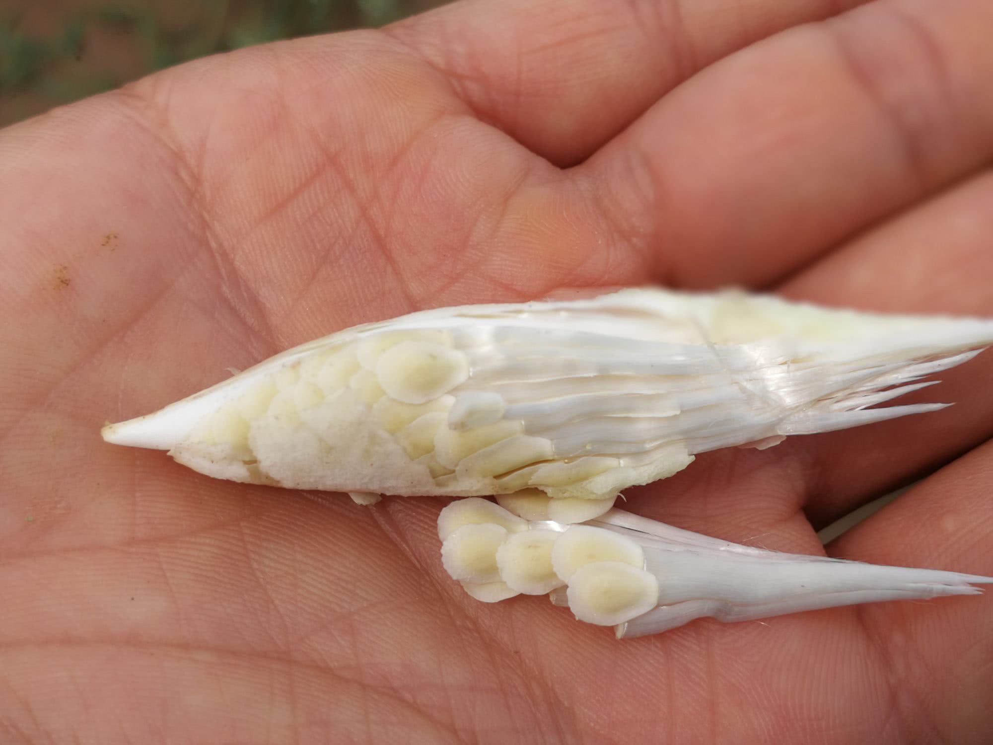 会飞的植物有哪些(农村田边一种叫沙瓜瓢的小野瓜)