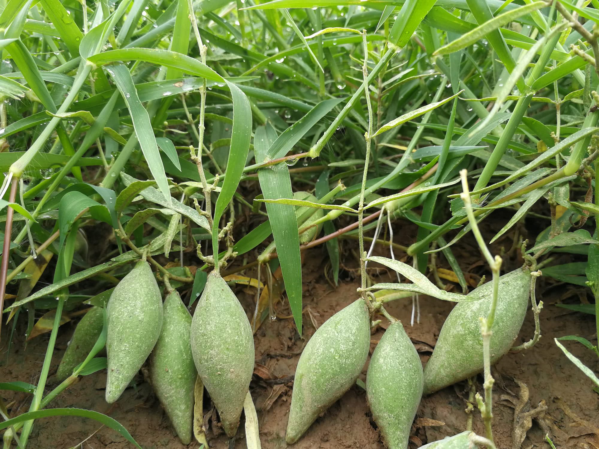 會飛的植物有哪些(農村田邊一種叫沙瓜瓢的小野瓜)