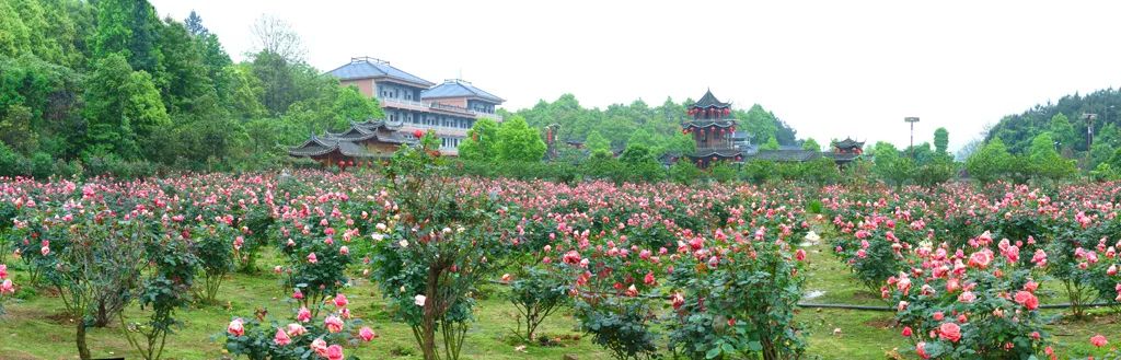 黄秀佳：发展美丽经济助力乡村振兴