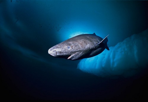 地球上5大体型最大的鱼，大白鲨第三，鲸鲨居榜首却濒临灭绝