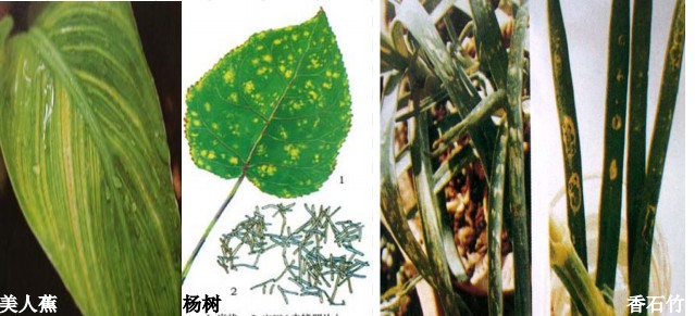 常见园林植物病虫害识别与药剂防治方法-第11张图片-农百科