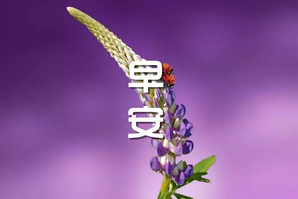 新的一天精美早安心语 早安问候语图片大全