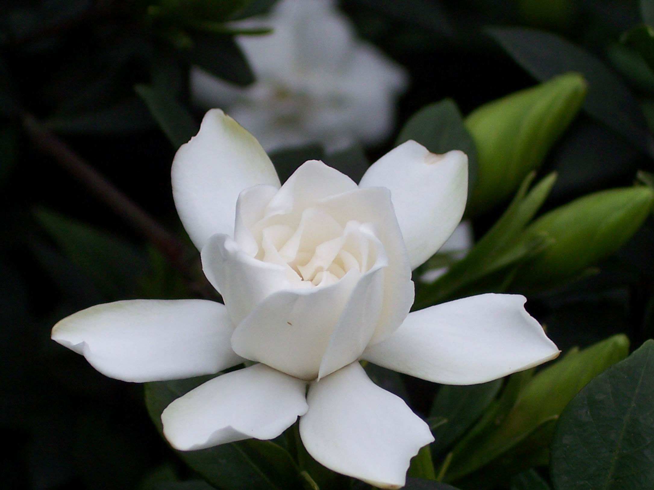 He Gui " Cape jasmine is spent " the secret that fashionable whole nation must say