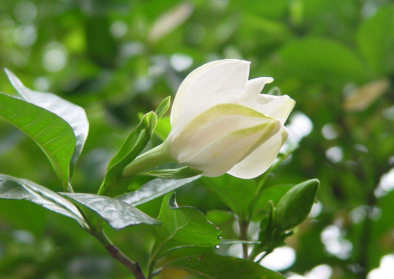 He Gui " Cape jasmine is spent " the secret that fashionable whole nation must say