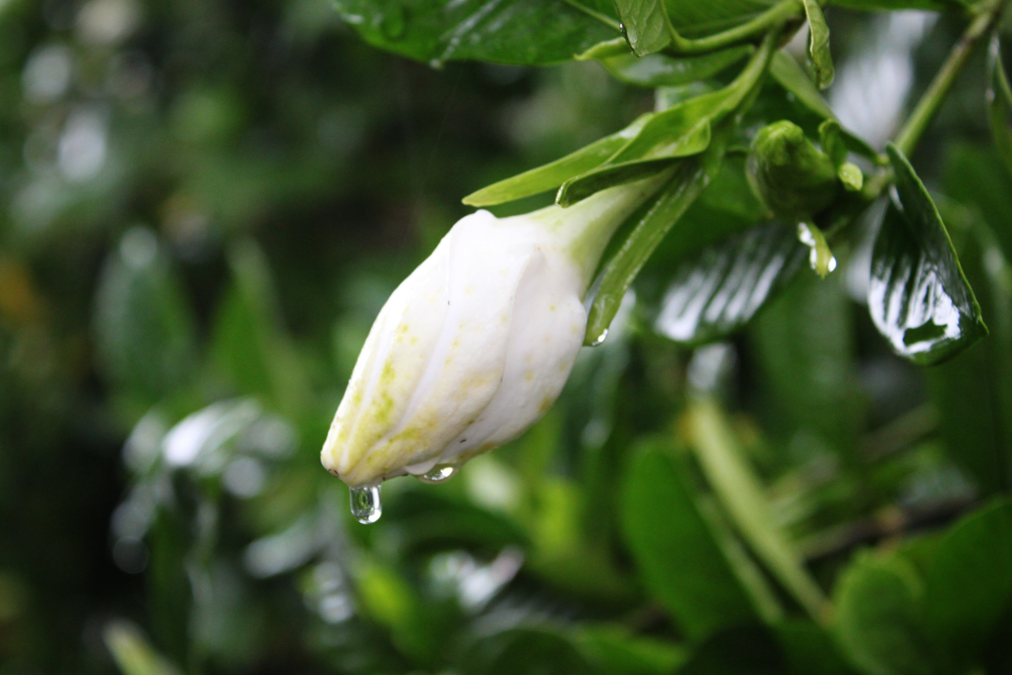 He Gui " Cape jasmine is spent " the secret that fashionable whole nation must say