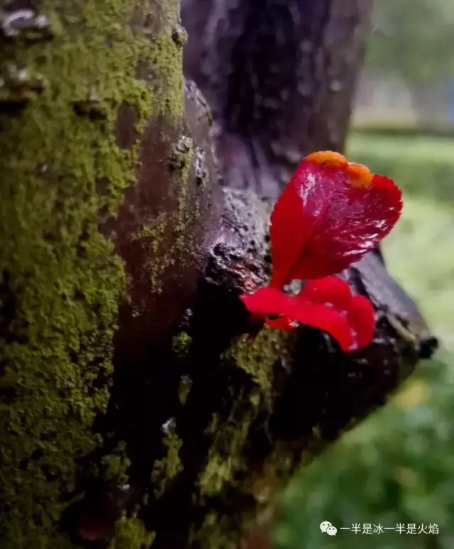 散文诗：听雨······