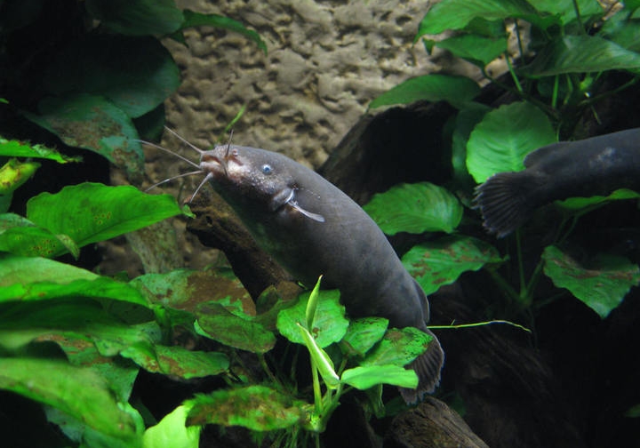 长相和鲶鱼非常相似,喜欢生活在流速缓慢且岩石树根沉积的底中层水域.