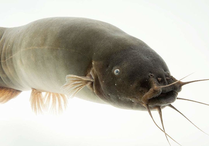 电鲶物种百科电鲶