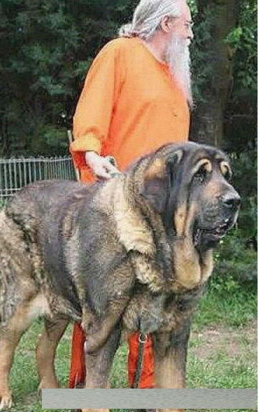 全球最大的十大巨型犬 狗型似狗熊大到让你吃惊 天天看点