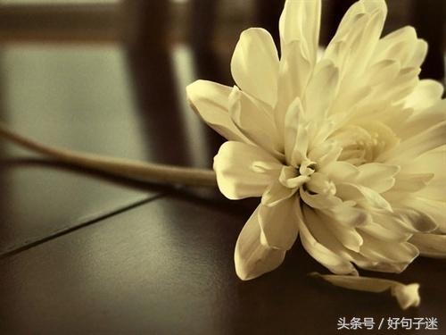 很有意境的唯美句子 愿你一生有山可靠，有树可栖图片