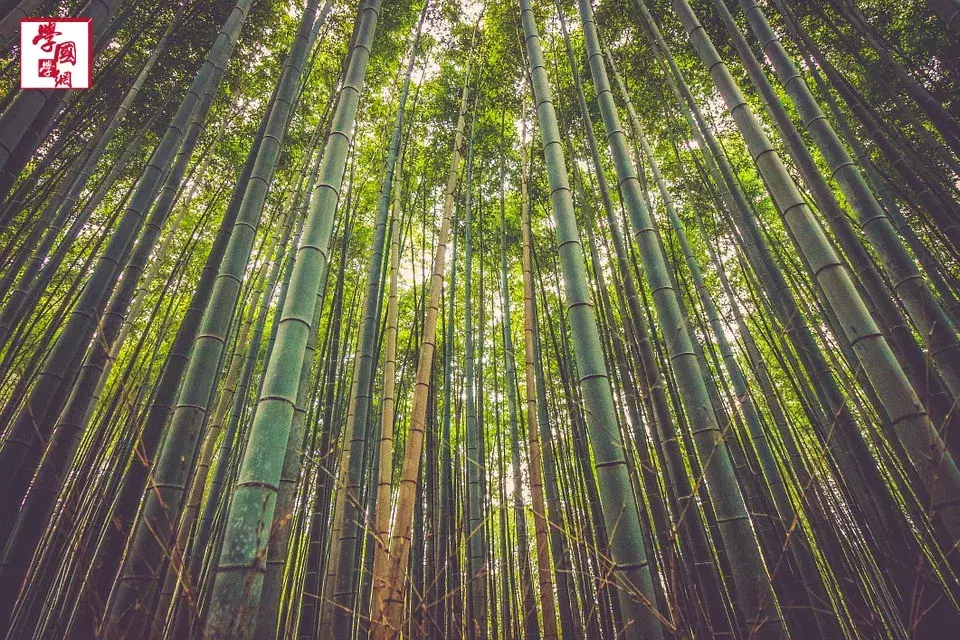 最美竹子诗句-第2张图片-非凡网 最美竹子诗句-第2张图片-非凡网