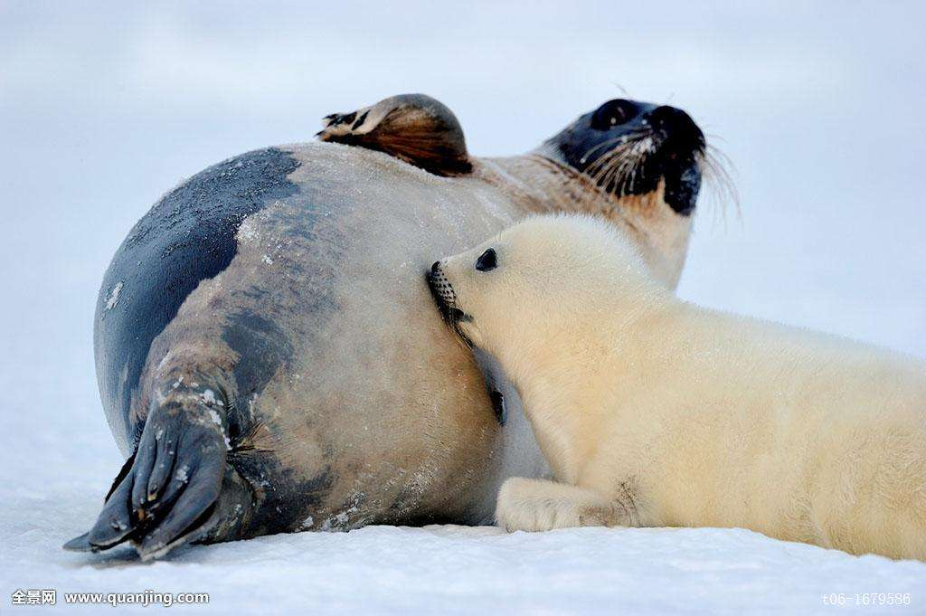 动物趣闻：小海豹的长肉生活-第3张图片-大千世界